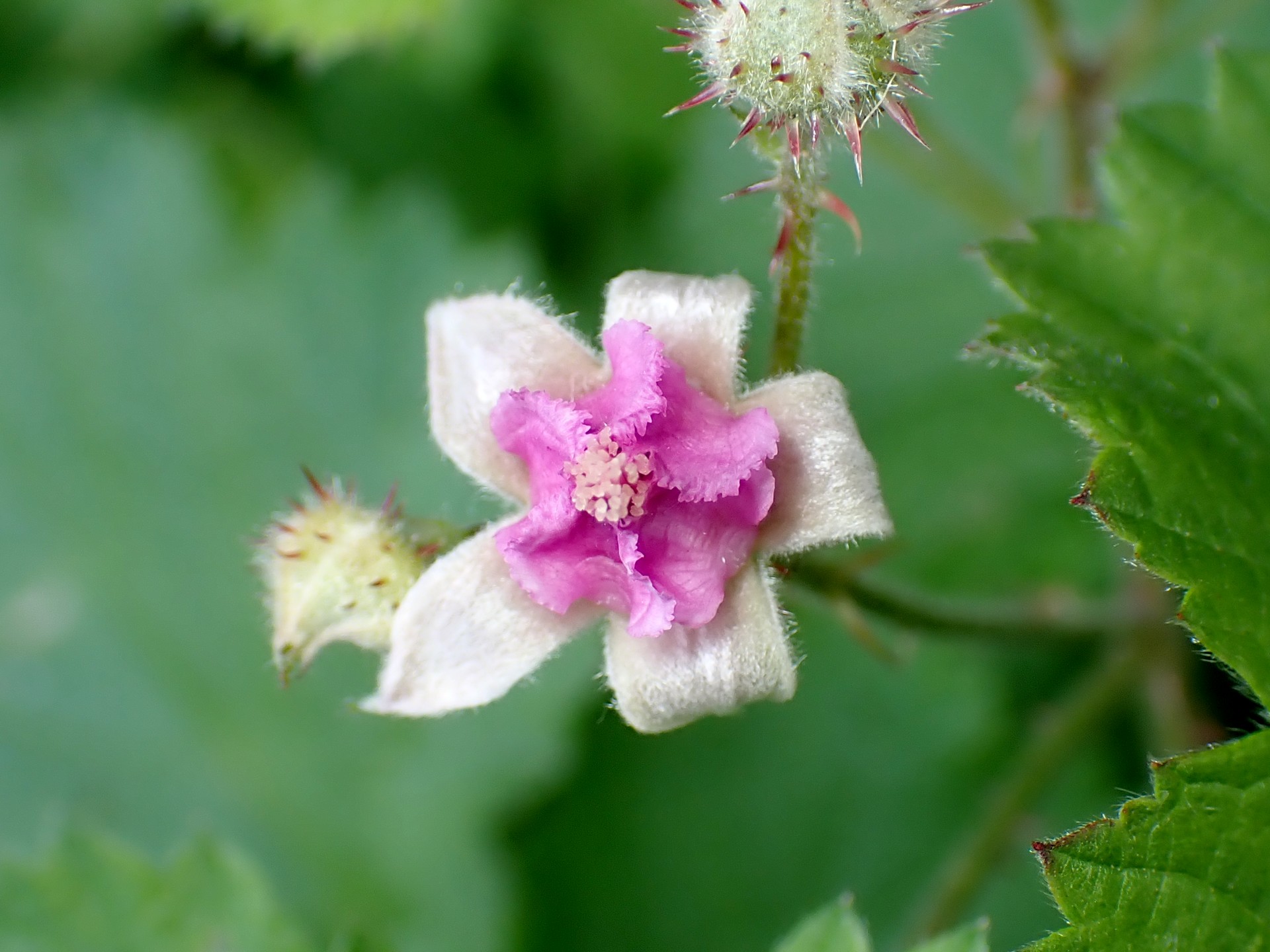 ナワシロイチゴ の高画質写真です。横浜市で、2025年5月5日に撮影したものです。