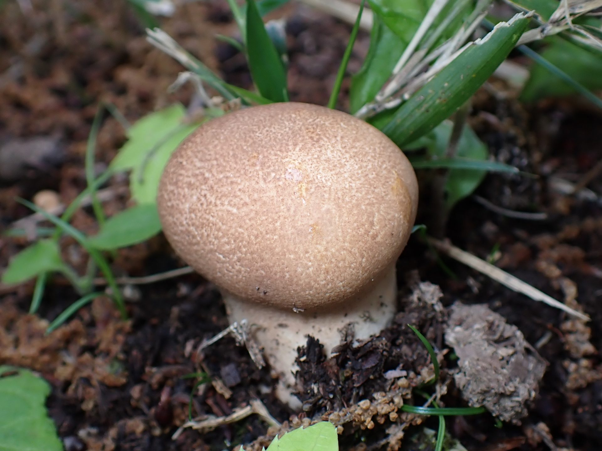 ノウタケ の高画質写真です。横浜市で、2025年5月7日に撮影したものです。