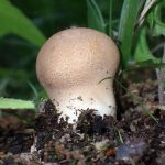 ノウタケ の高画質写真です。横浜市で、2025年5月7日に撮影したものです。