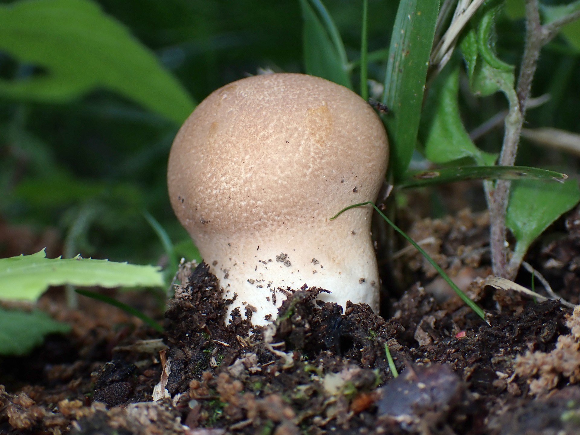 ノウタケ の高画質写真です。横浜市で、2025年5月7日に撮影したものです。