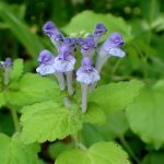 オカタツナミソウ の高画質写真です。横浜市で、2025年5月3日に撮影したものです。