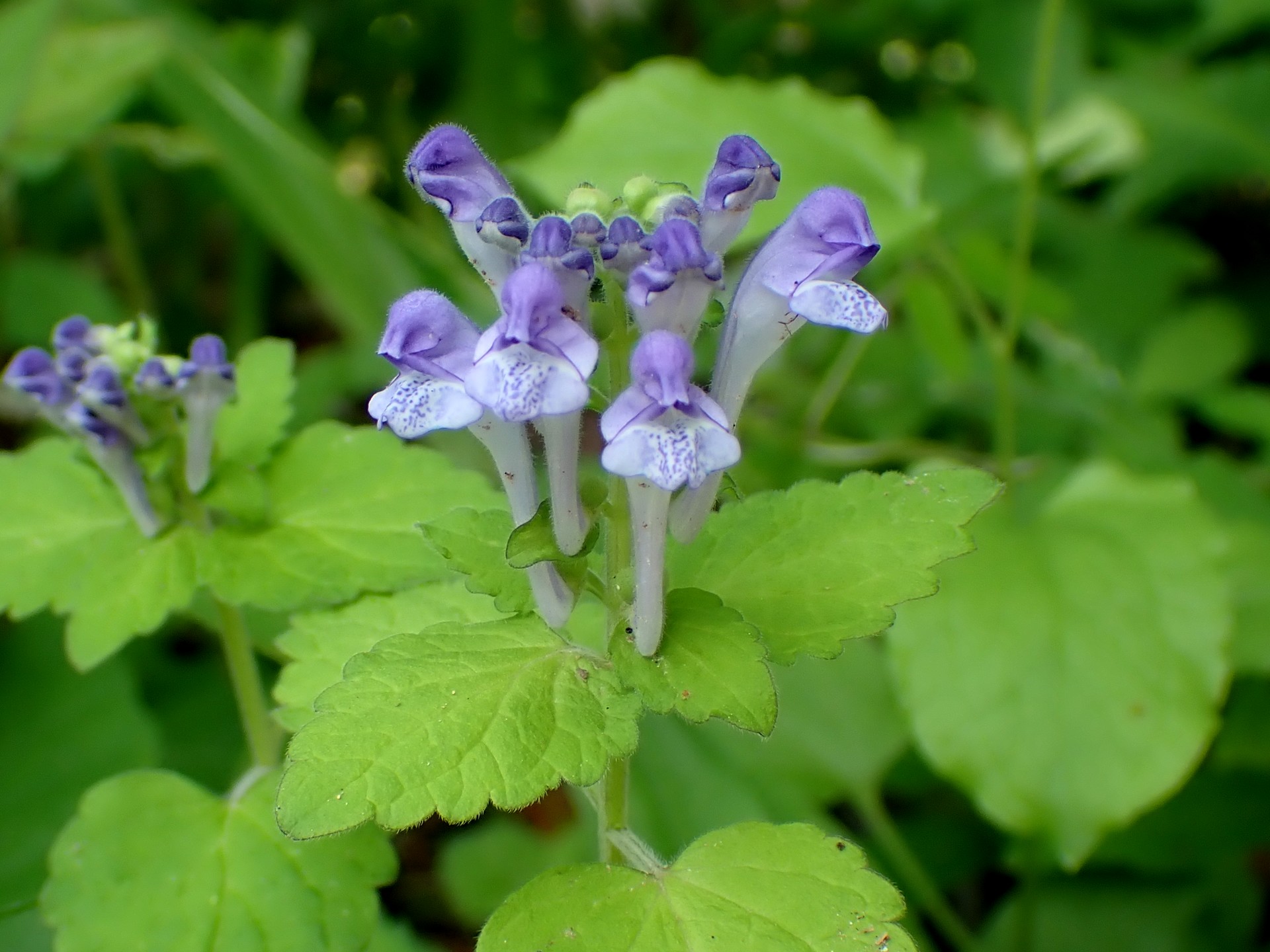 オカタツナミソウ の高画質写真です。横浜市で、2025年5月3日に撮影したものです。