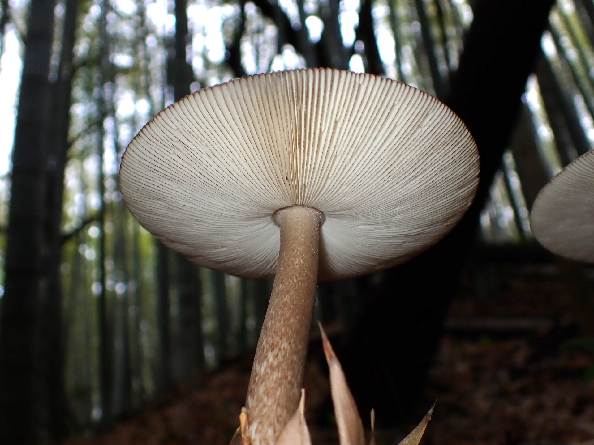 オオツルタケ の高画質写真です。横浜市で、2025年5月12日に撮影したものです。