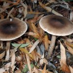 オオツルタケ の高画質写真です。横浜市で、2025年5月12日に撮影したものです。