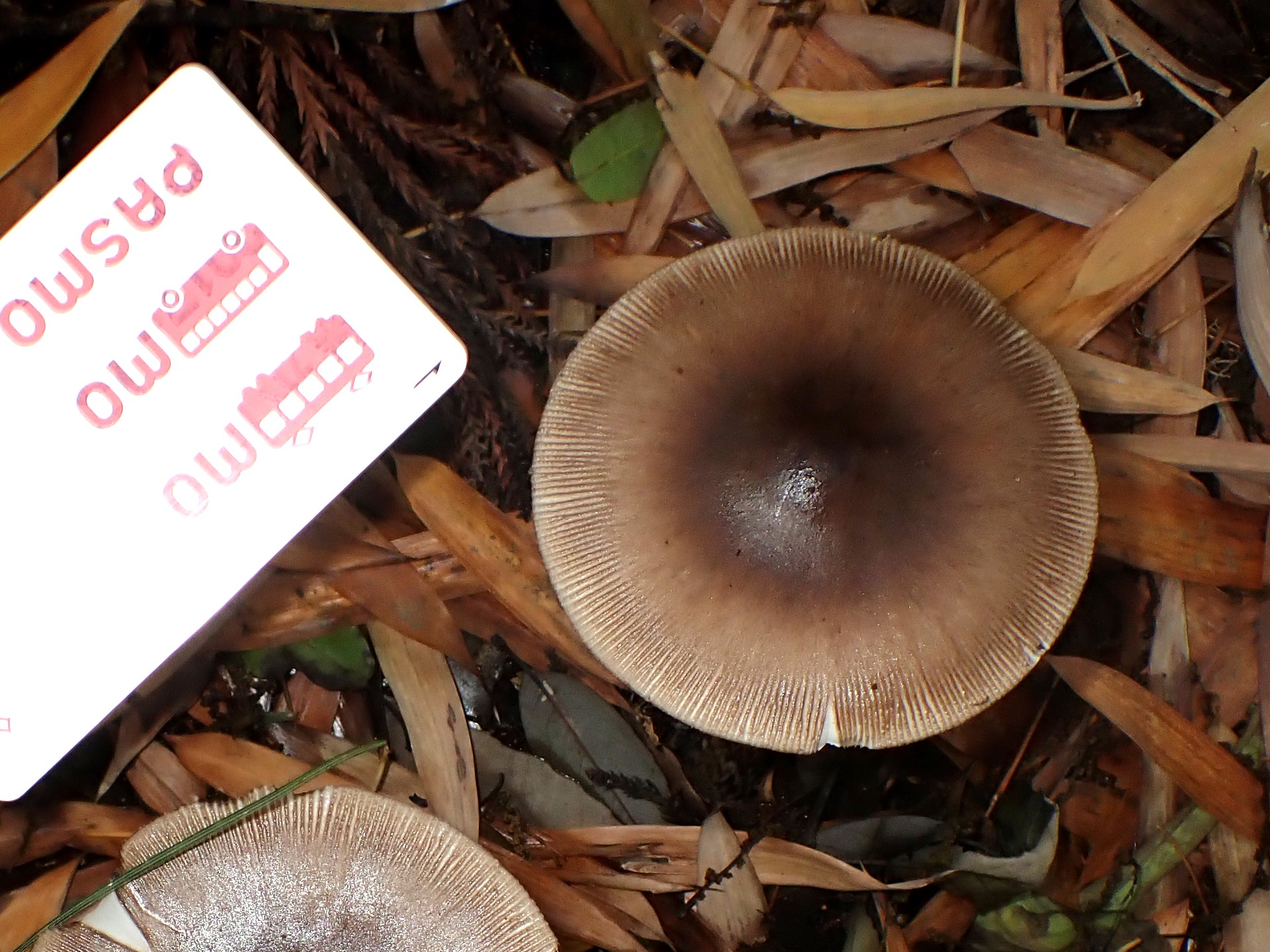 オオツルタケ の高画質写真です。横浜市で、2025年5月12日に撮影したものです。