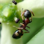 シベリアカタアリ の写真です。横浜市で、2025年5月11日に撮影したものです。