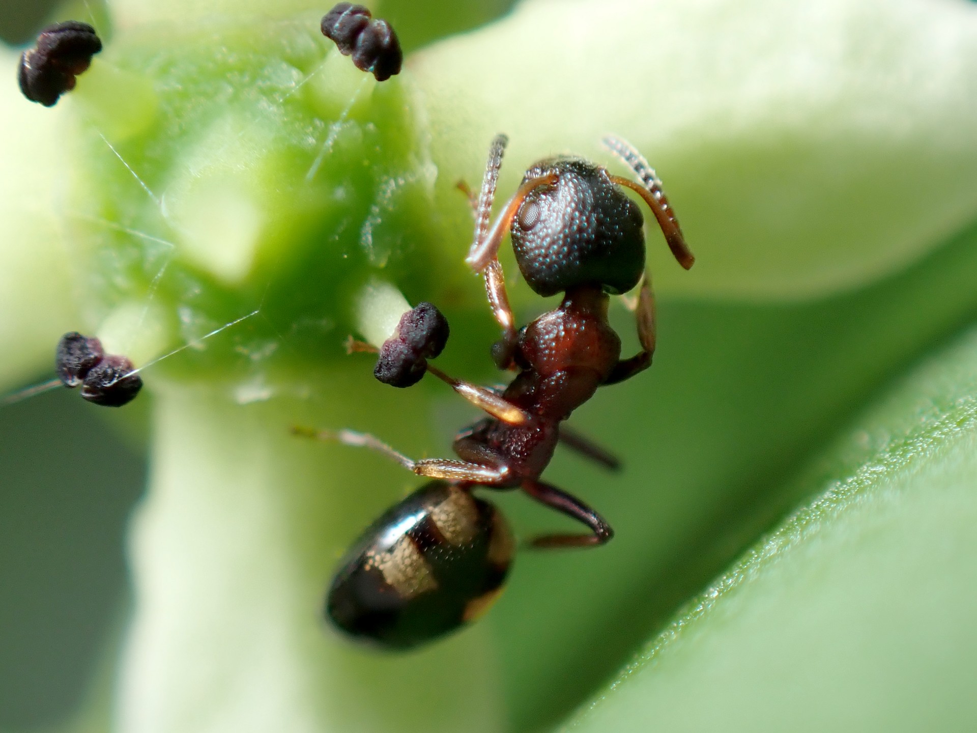 シベリアカタアリ の写真です。横浜市で、2025年5月11日に撮影したものです。