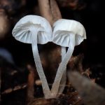 シロホウライタケ の高画質写真です。横浜市で、2025年5月14日に撮影したものです。