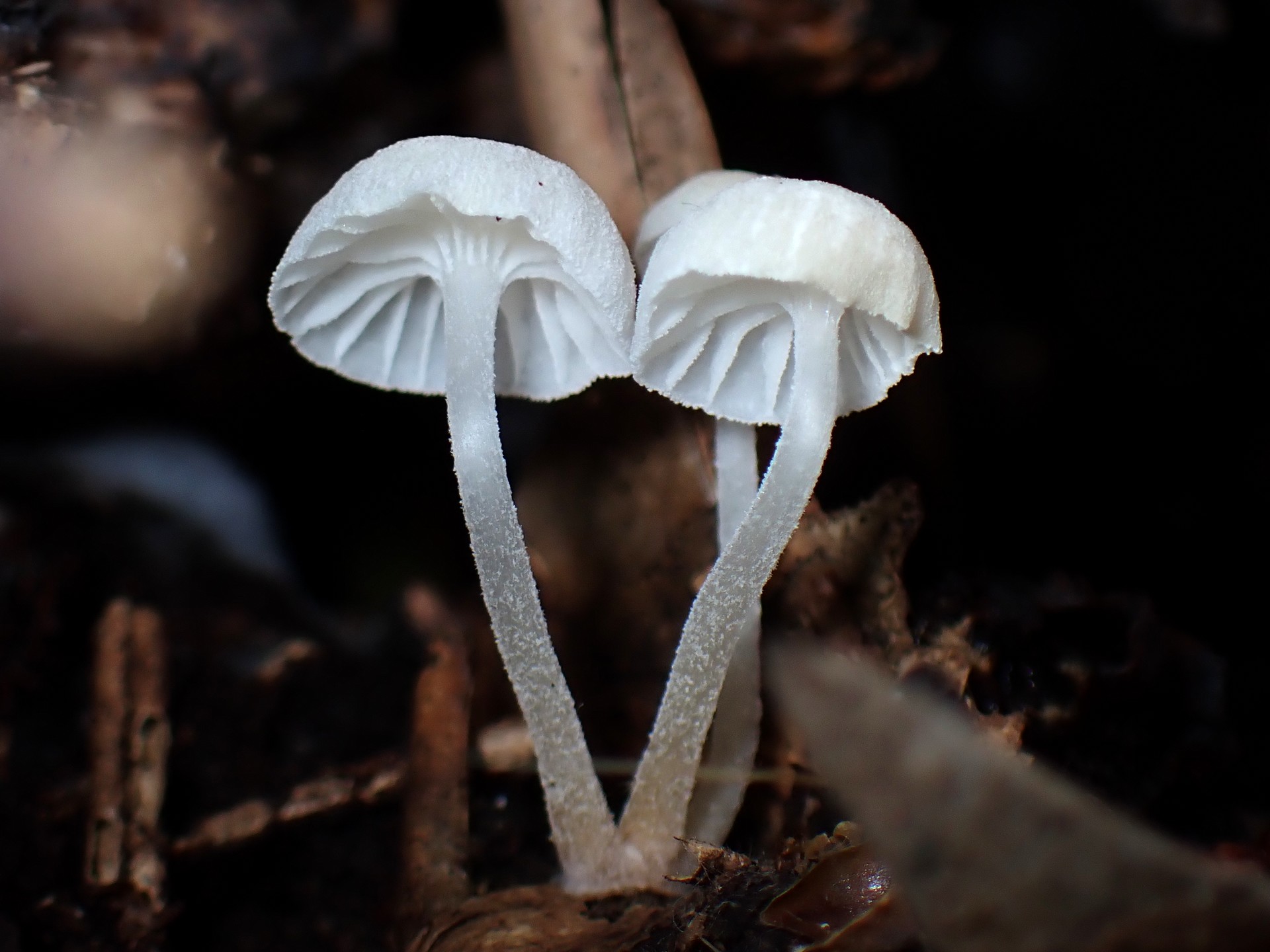 シロホウライタケ の高画質写真です。横浜市で、2025年5月14日に撮影したものです。