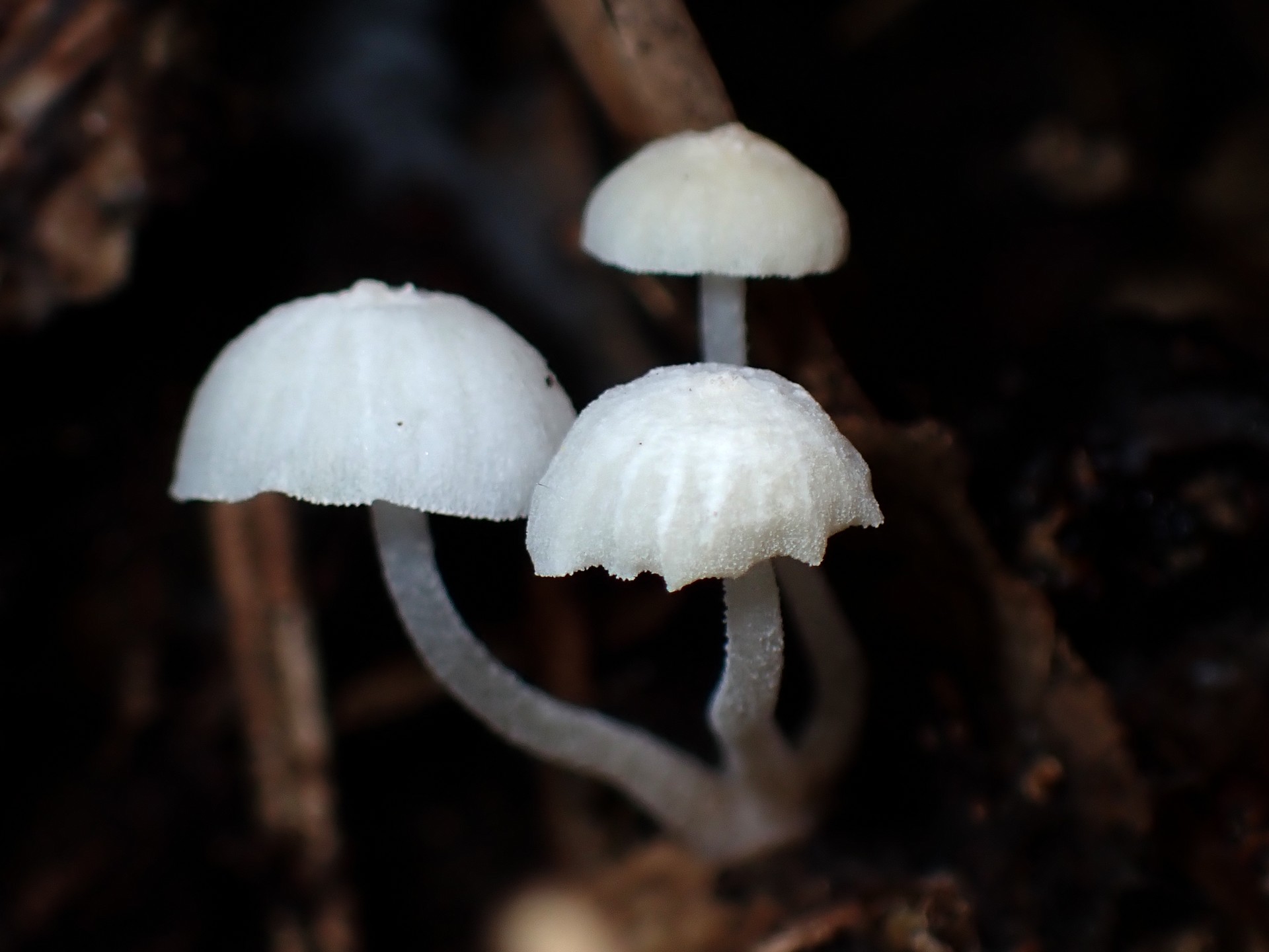 シロホウライタケ の高画質写真です。横浜市で、2025年5月14日に撮影したものです。