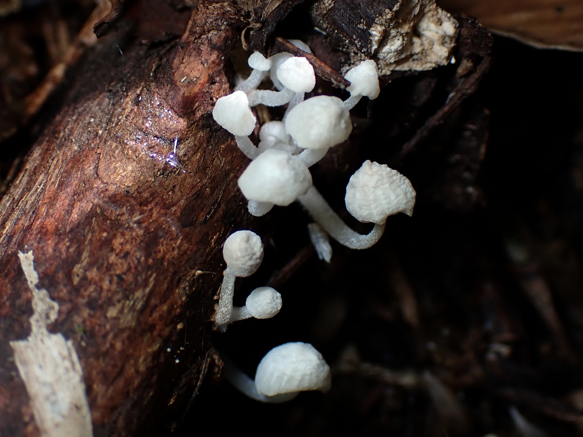 シロホウライタケ の高画質写真です。横浜市で、2025年5月14日に撮影したものです。