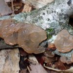 タマキクラゲ の高画質写真です。横浜市で、2025年5月7日に撮影したものです。