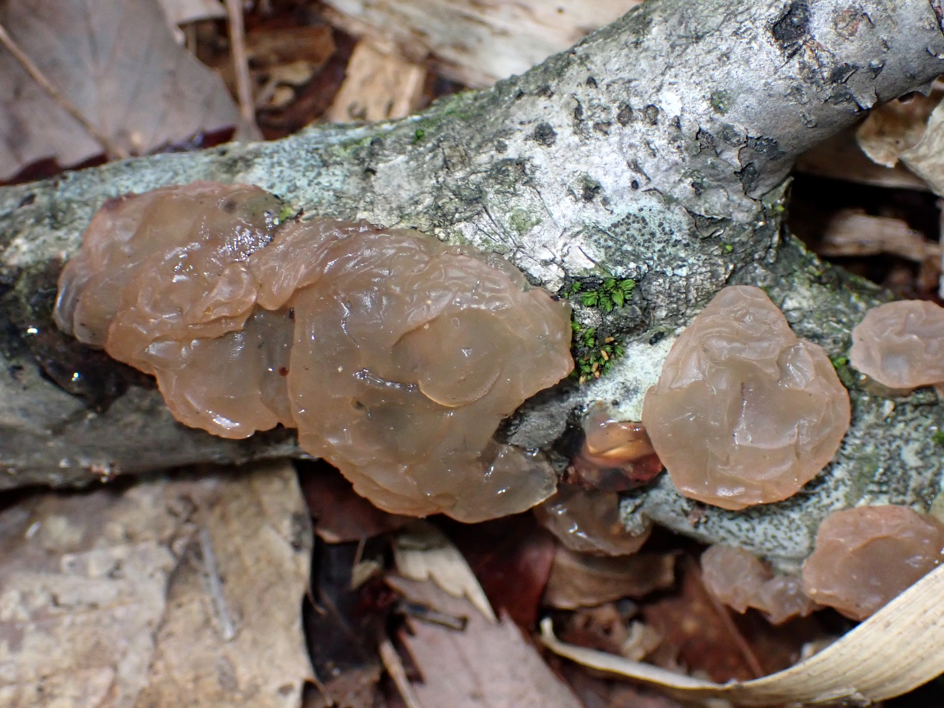 タマキクラゲ の高画質写真です。横浜市で、2025年5月7日に撮影したものです。