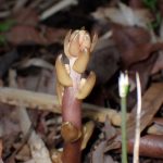 ツチアケビ の写真です。横浜市で、2025年5月9日に撮影したものです。