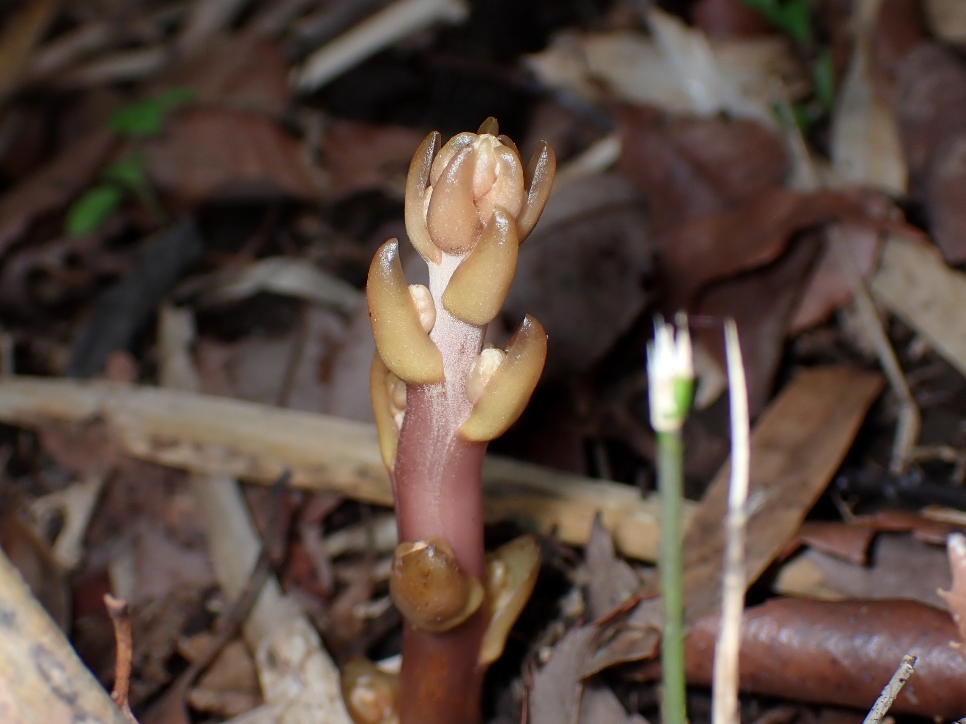 ツチアケビ の写真です。横浜市で、2025年5月9日に撮影したものです。