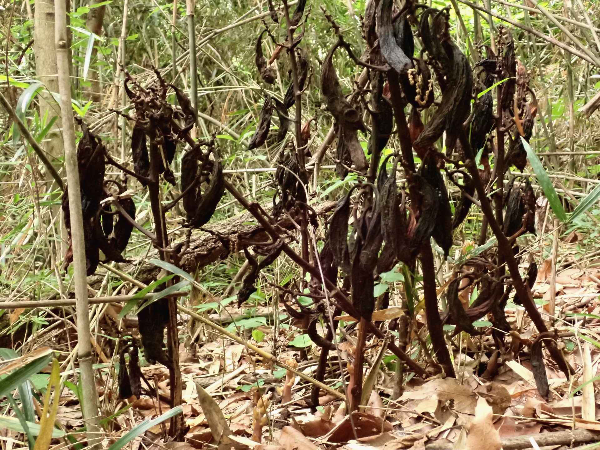 ツチアケビ の写真です。横浜市で、2025年5月9日に撮影したものです。