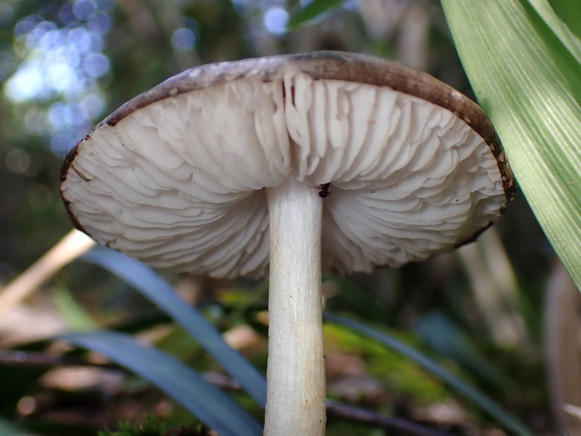 薄茶色のきのこ の高画質写真です。横浜市で、2025年5月3日に撮影したものです。