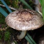 薄茶色のきのこ の高画質写真です。横浜市で、2025年5月3日に撮影したものです。