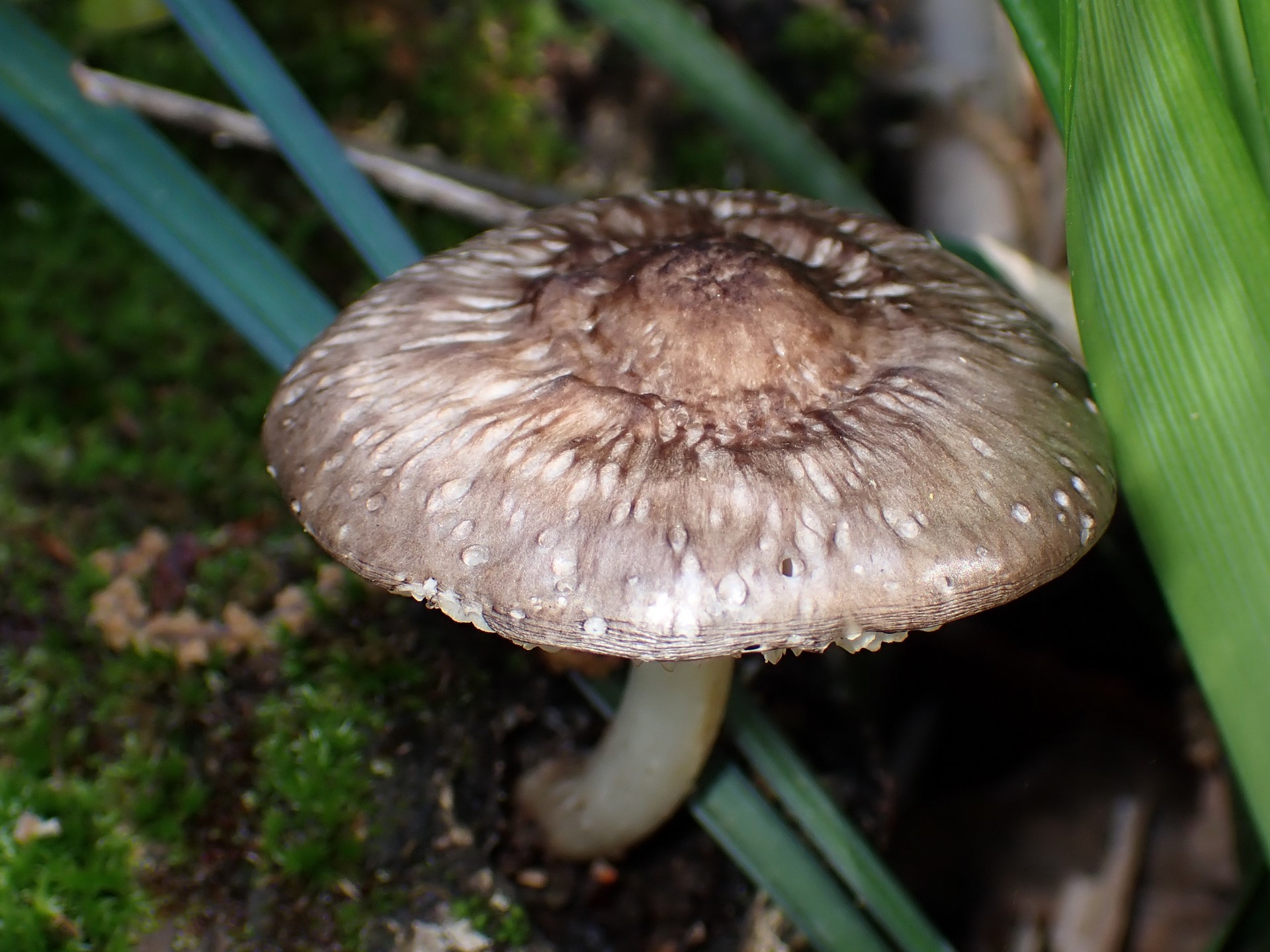 薄茶色のきのこ の高画質写真です。横浜市で、2025年5月3日に撮影したものです。