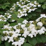 ヤブデマリ の写真です。横浜市で、2025年5月9日に撮影したものです。