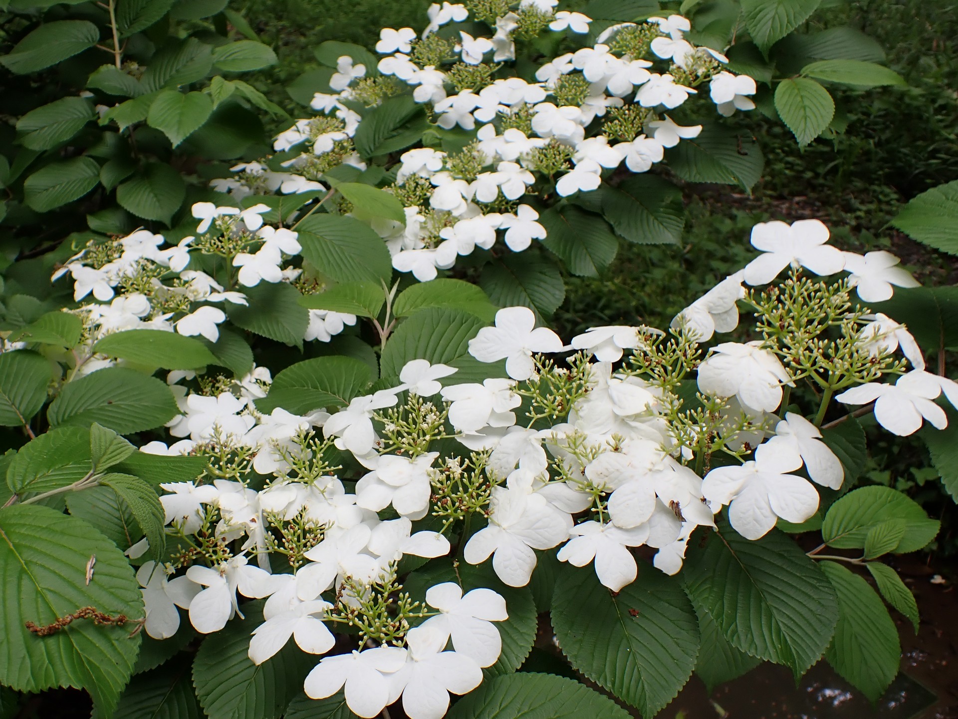 ヤブデマリ の写真です。横浜市で、2025年5月9日に撮影したものです。