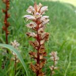 ヤセウツボ の高画質写真です。横浜市で、2025年5月3日に撮影したものです。