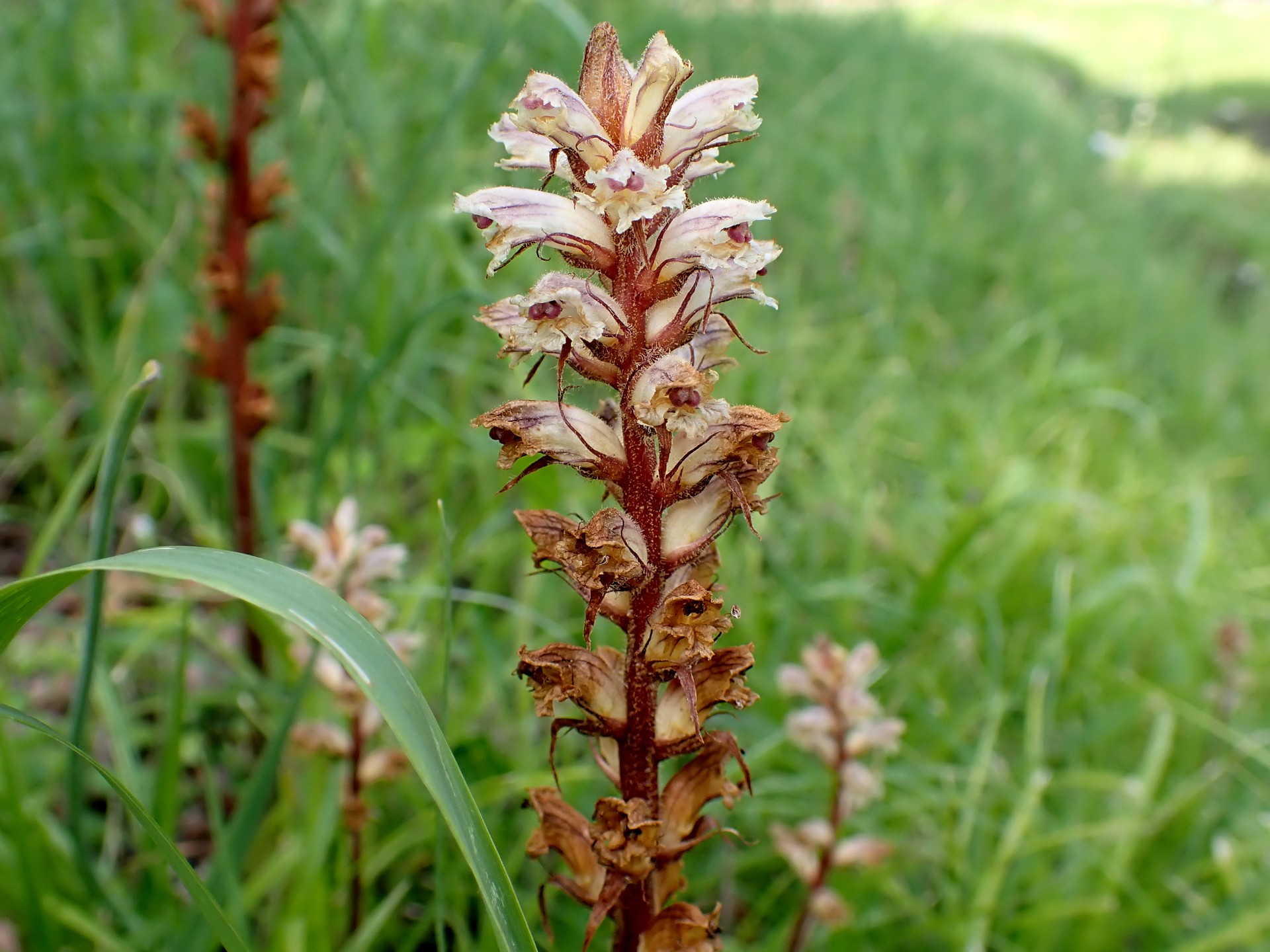 ヤセウツボ の高画質写真です。横浜市で、2025年5月3日に撮影したものです。