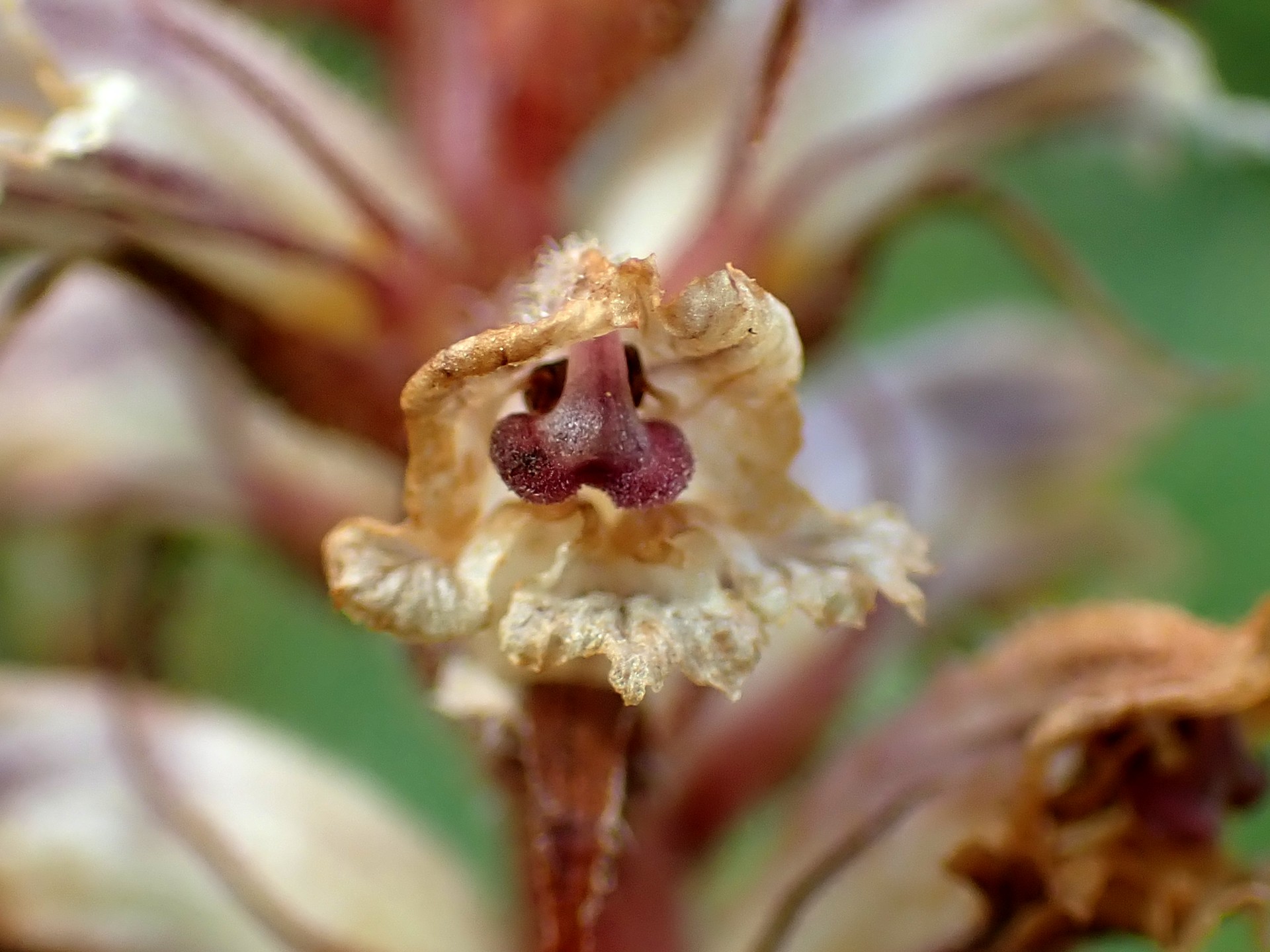 ヤセウツボ の高画質写真です。横浜市で、2025年5月3日に撮影したものです。