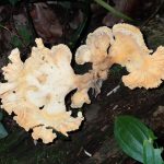 アイカワタケ の高画質写真です。横浜市で、2025年6月18日に撮影したものです。