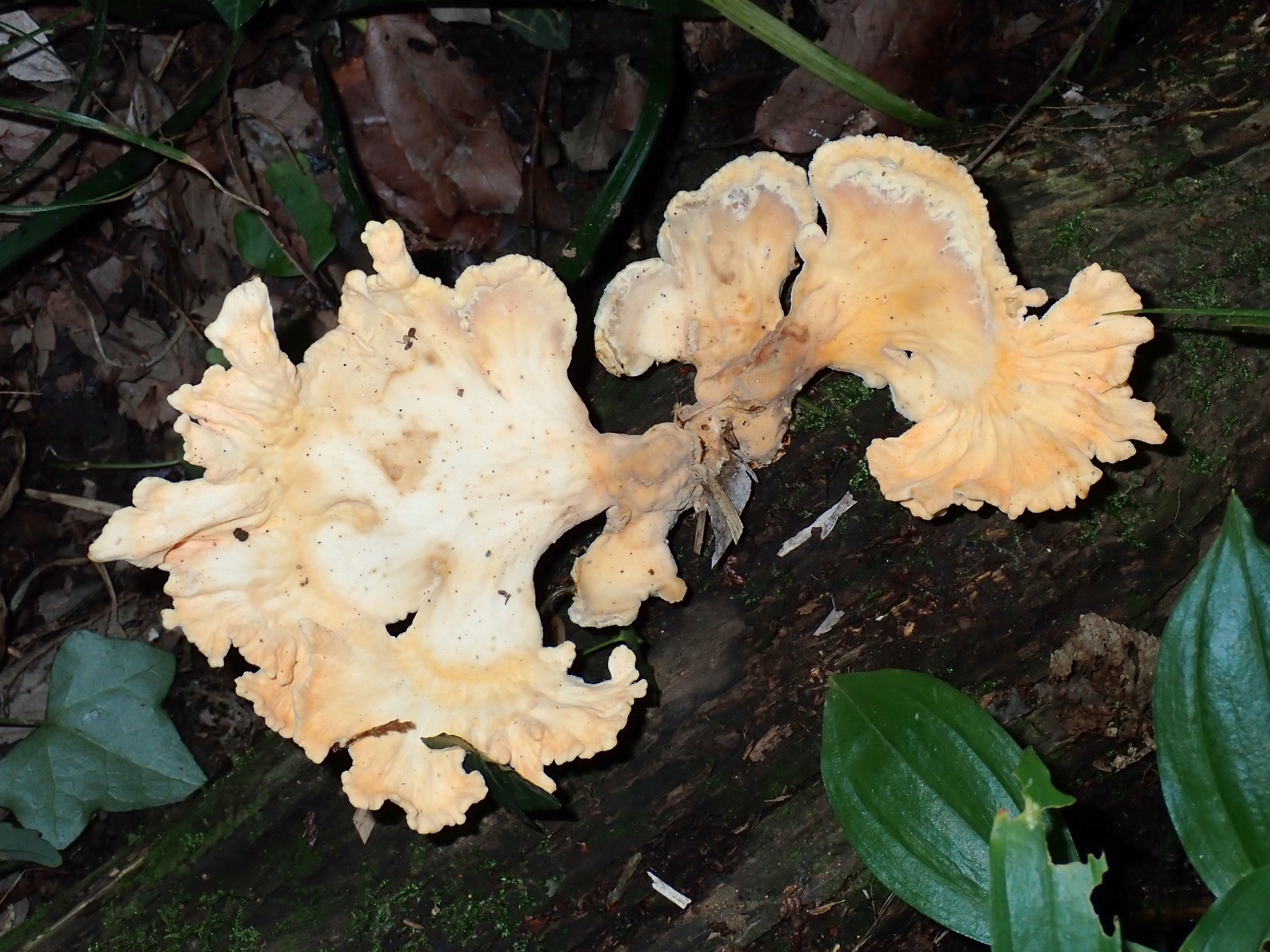 アイカワタケ の高画質写真です。横浜市で、2025年6月18日に撮影したものです。