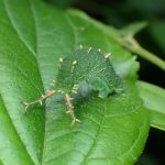 アカボシゴマダラ の高画質写真です。横浜市で、2025年6月20日に撮影したものです。