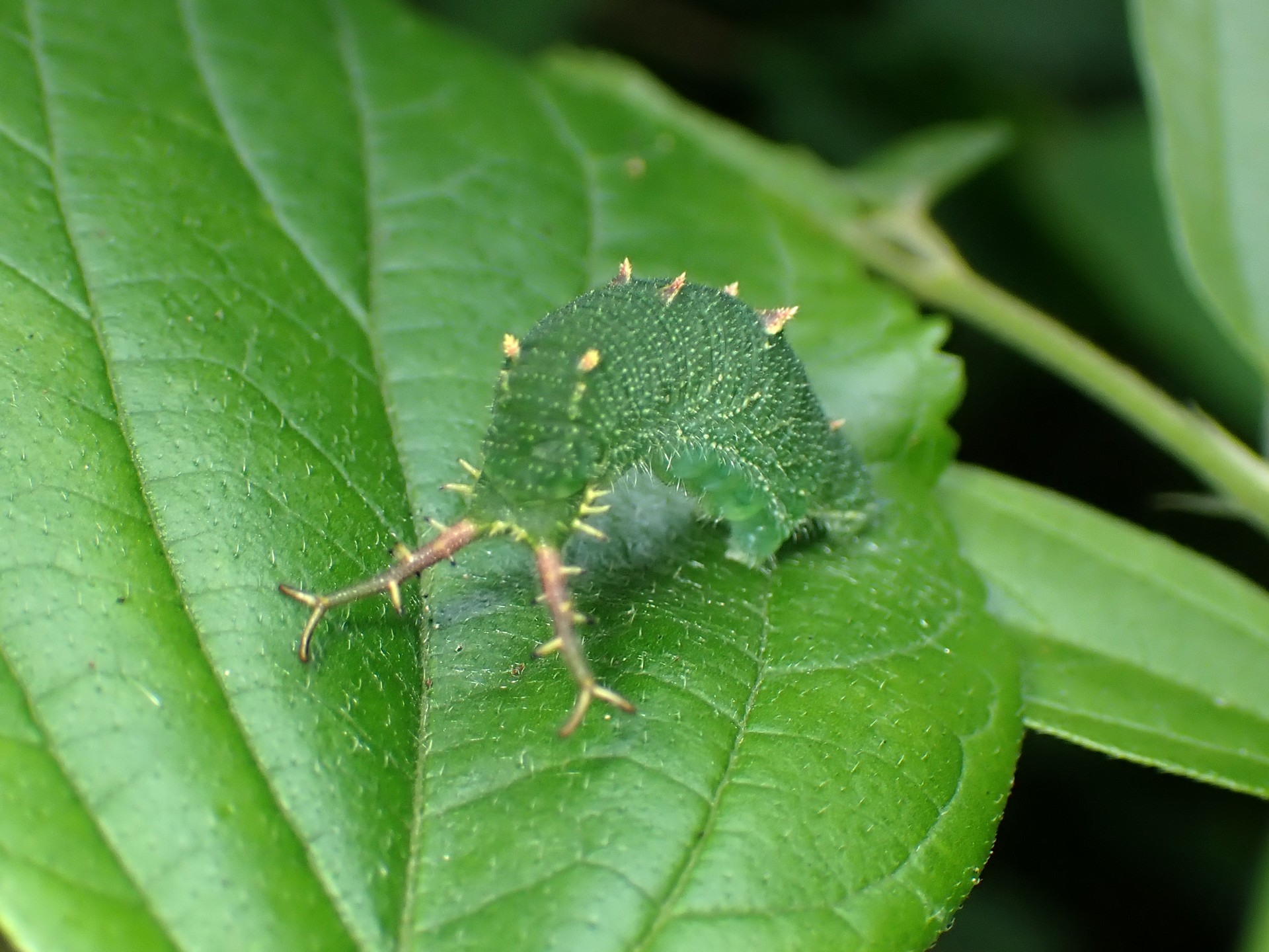 アカボシゴマダラ の高画質写真です。横浜市で、2025年6月20日に撮影したものです。