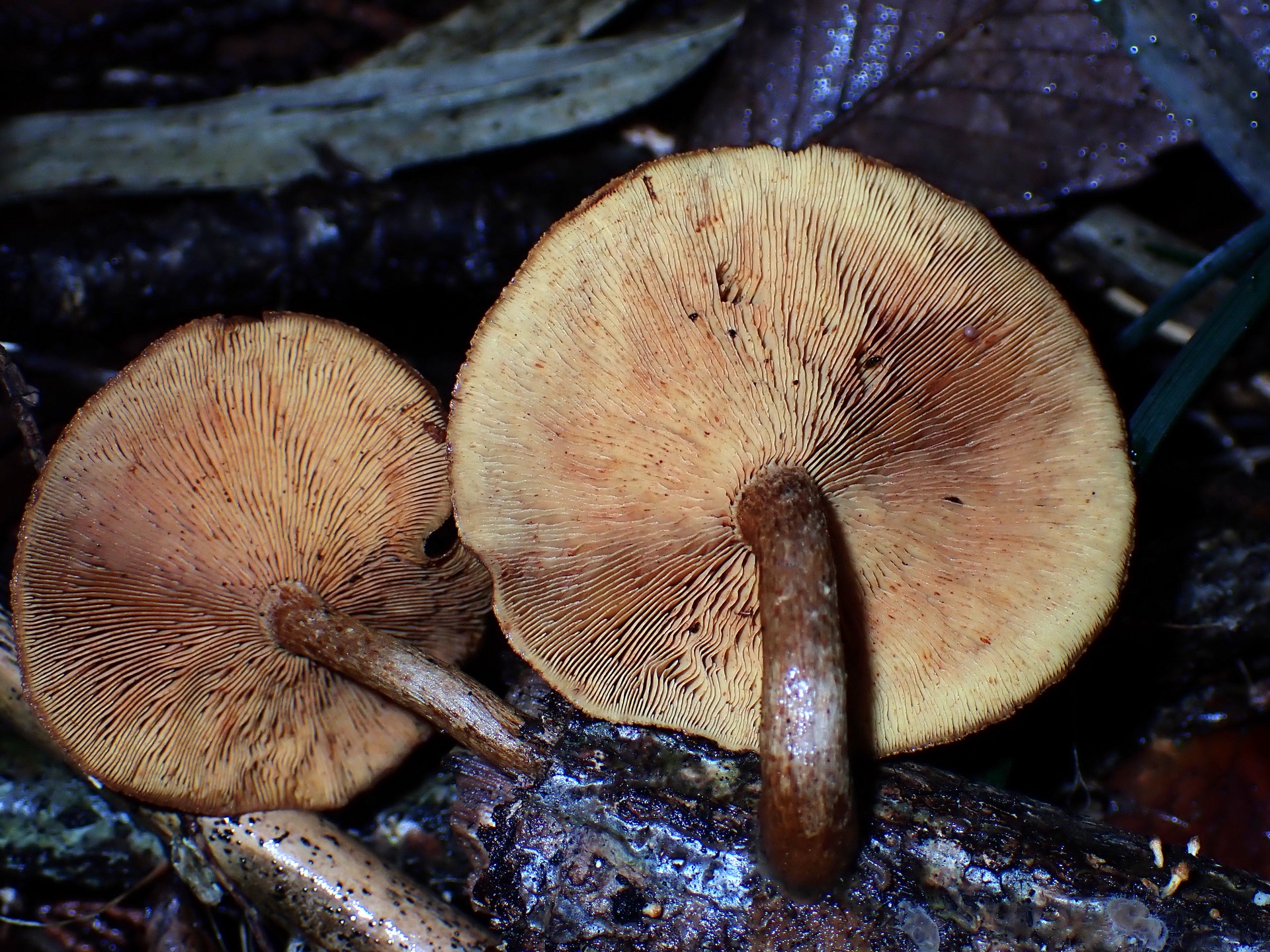 チャツムタケ属の一種 の高画質写真です。横浜市で、2025年6月1日に撮影したものです。