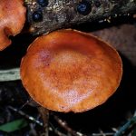 チャツムタケ属の一種 の高画質写真です。横浜市で、2025年6月1日に撮影したものです。