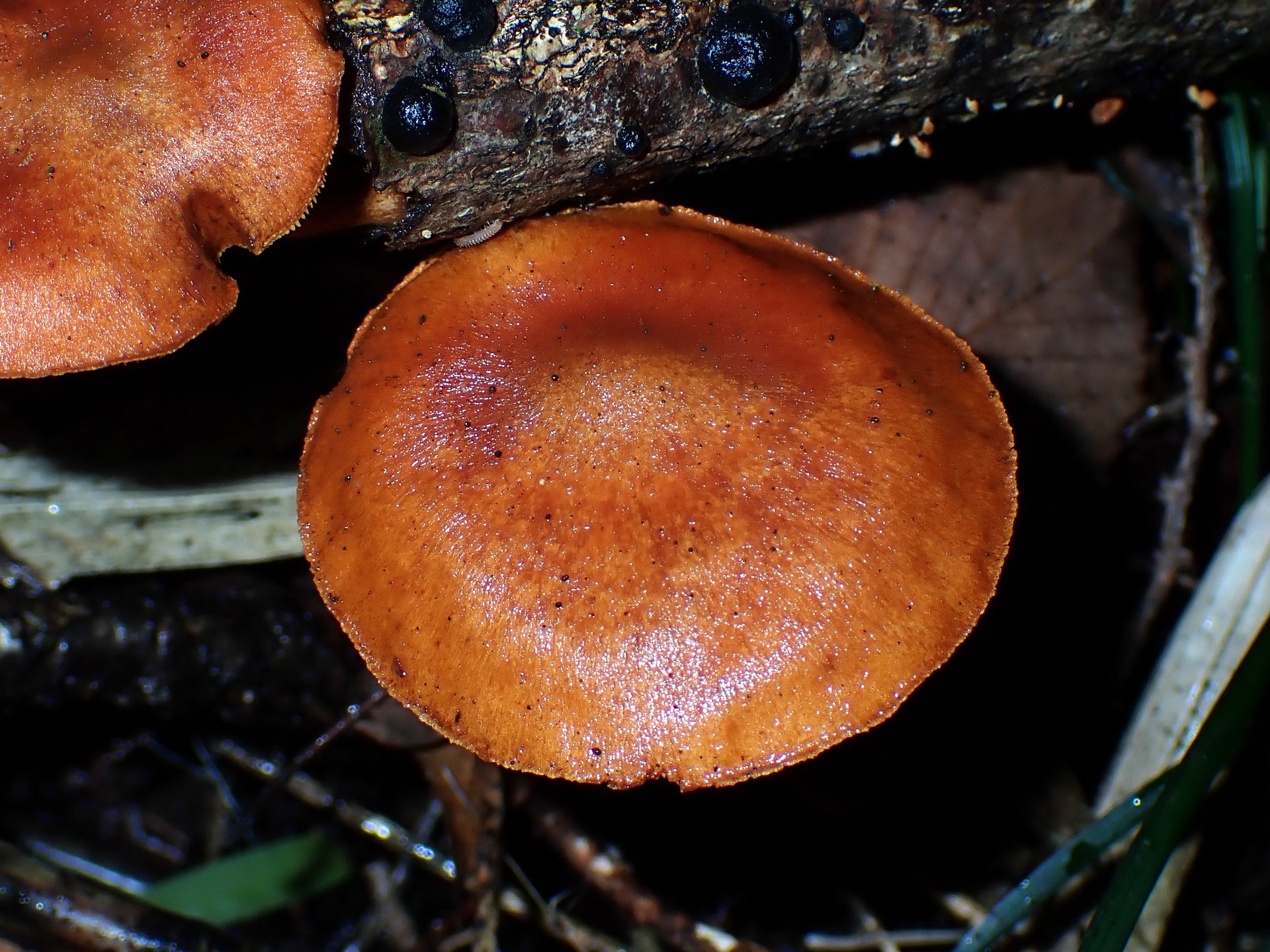 チャツムタケ属の一種 の高画質写真です。横浜市で、2025年6月1日に撮影したものです。