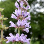 アキノタムラソウ の高画質写真です。横浜市で、2025年6月12日に撮影したものです。