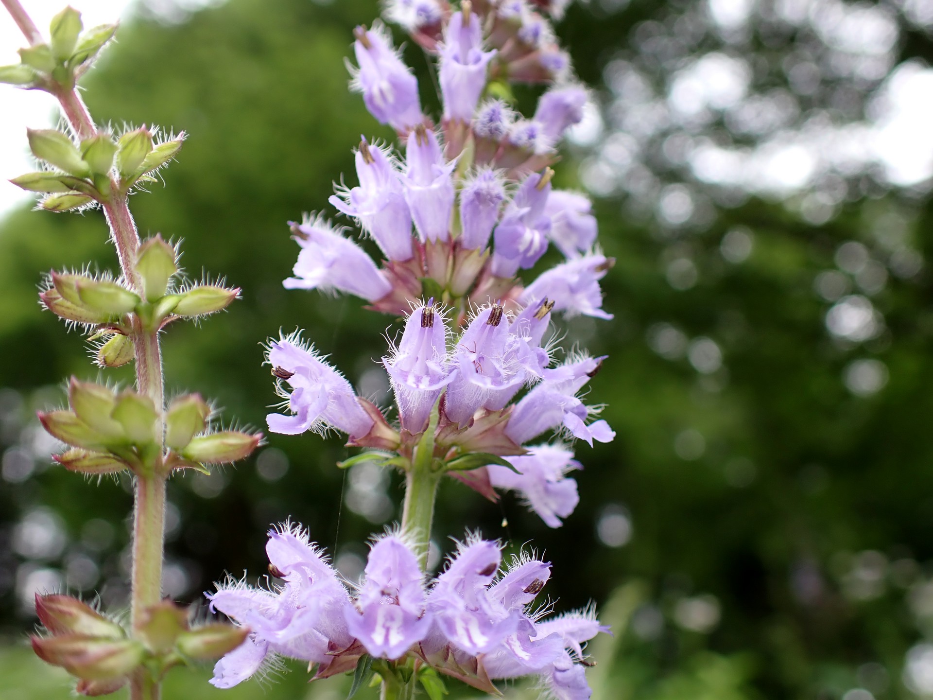 アキノタムラソウ の高画質写真です。横浜市で、2025年6月12日に撮影したものです。