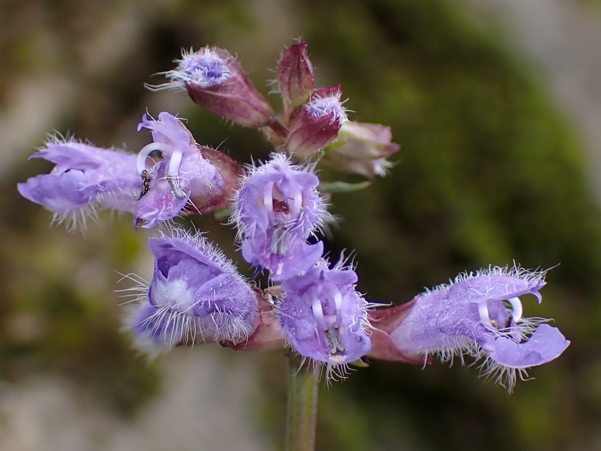アキノタムラソウ の高画質写真です。横浜市で、2025年6月12日に撮影したものです。