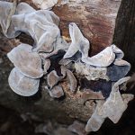 アラゲキクラゲ の高画質写真です。横浜市で、2025年6月20日に撮影したものです。