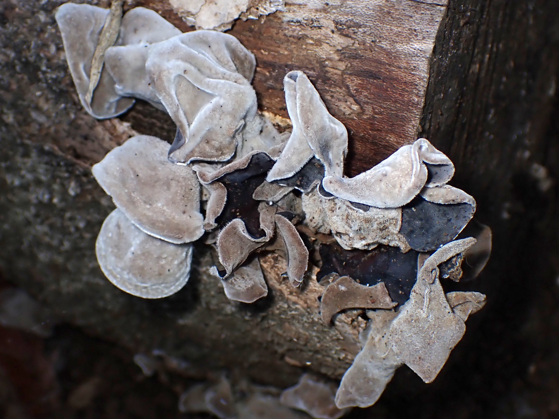アラゲキクラゲ の高画質写真です。横浜市で、2025年6月20日に撮影したものです。