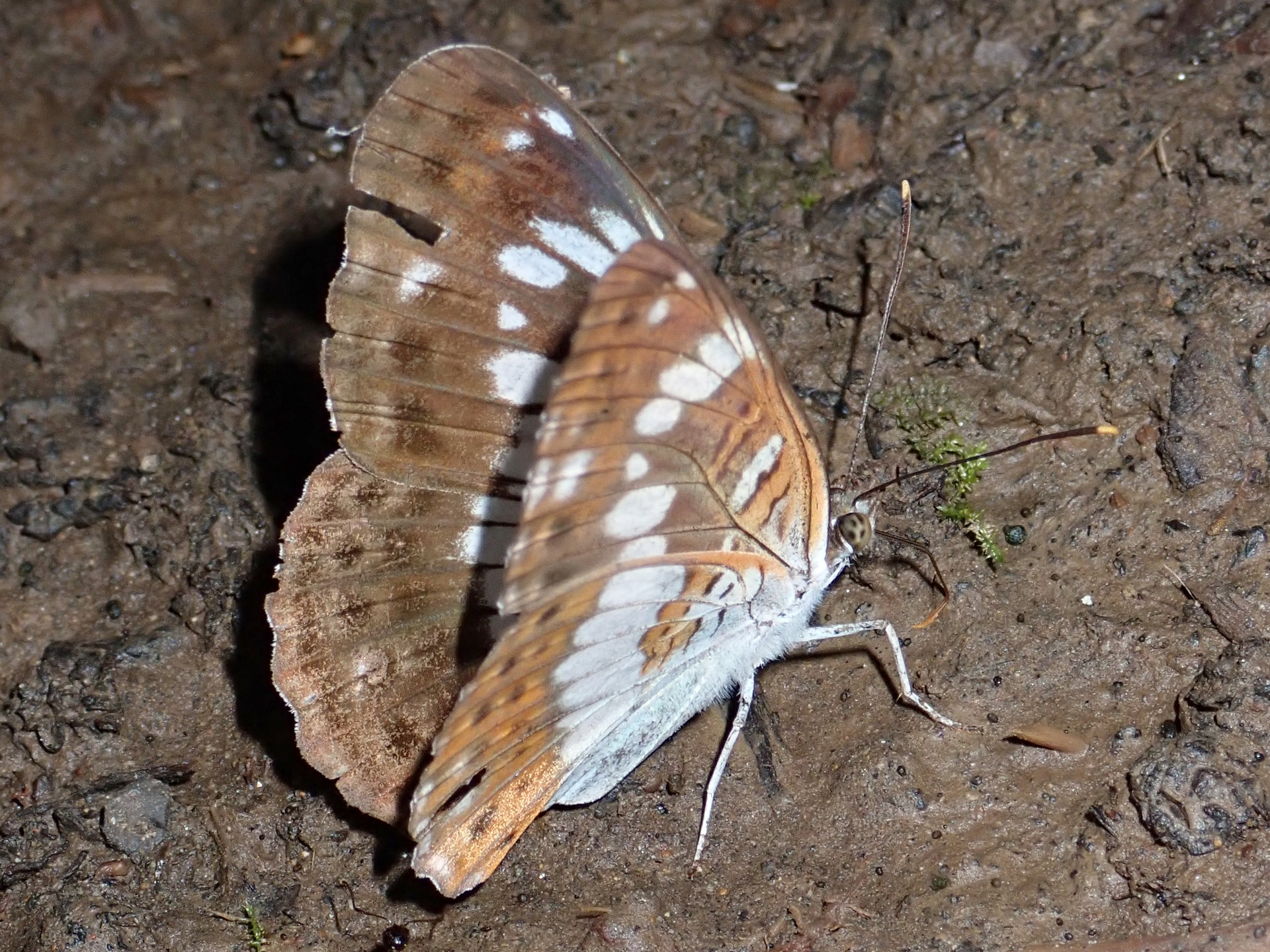 アサマイチモンジチョウ の高画質写真です。横浜市で、2025年6月18日に撮影したものです。