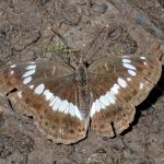 アサマイチモンジチョウ の高画質写真です。横浜市で、2025年6月18日に撮影したものです。