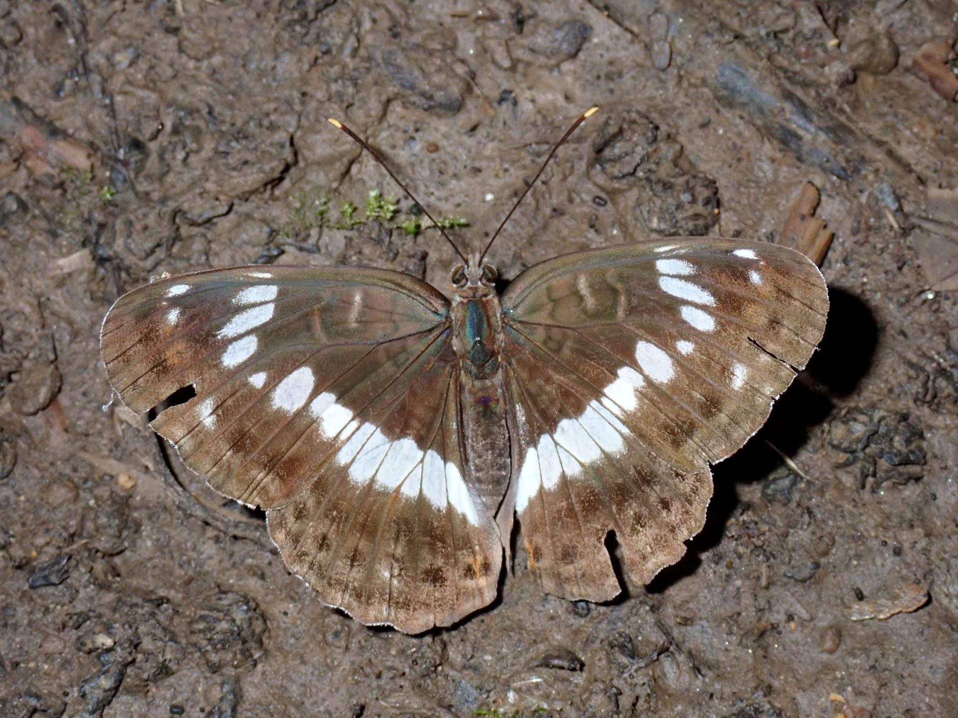 アサマイチモンジチョウ の高画質写真です。横浜市で、2025年6月18日に撮影したものです。