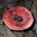 ベニタケの仲間 の高画質写真です。横浜市で、2025年6月20日に撮影したものです。