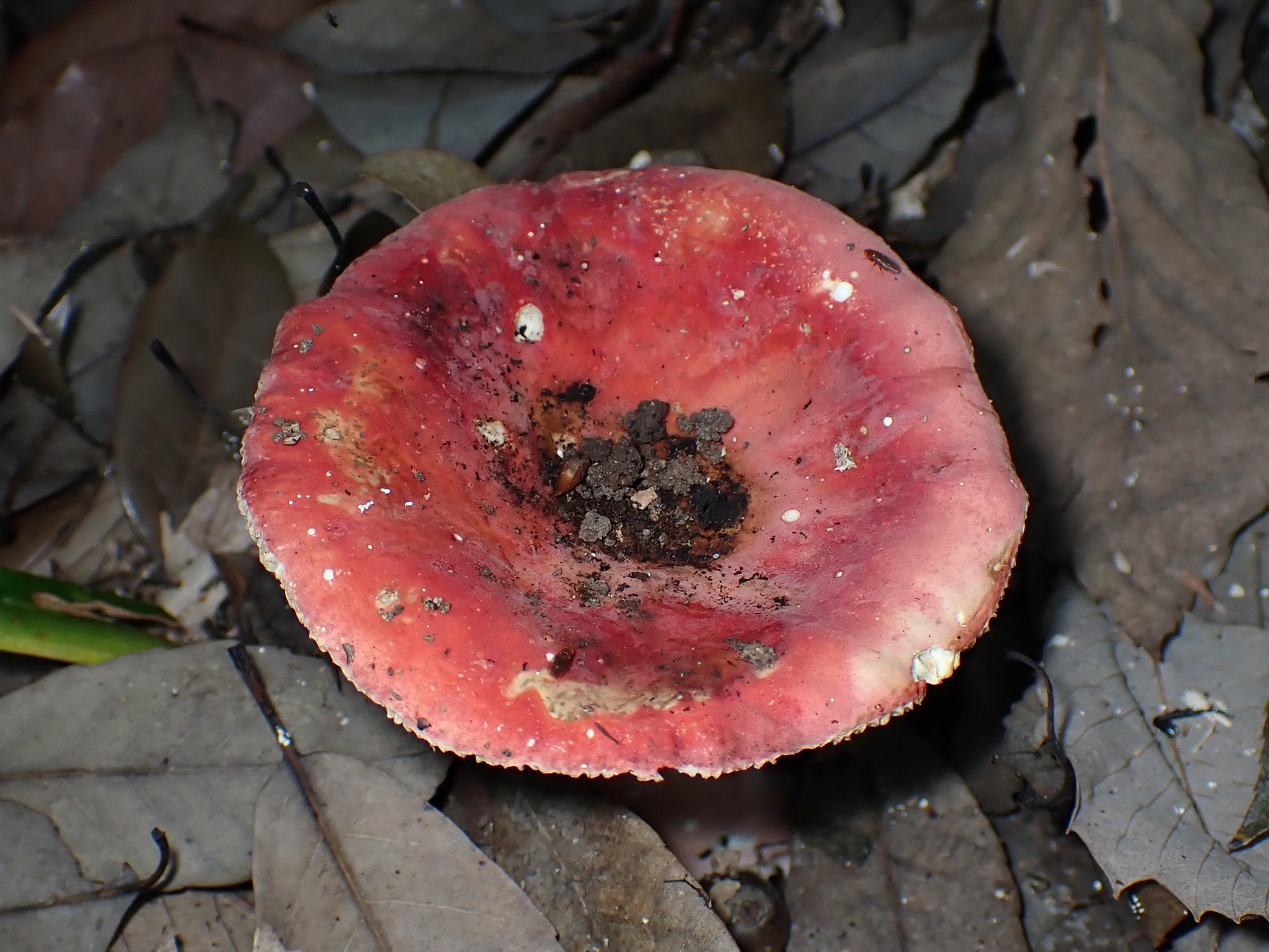 ベニタケの仲間 の高画質写真です。横浜市で、2025年6月20日に撮影したものです。