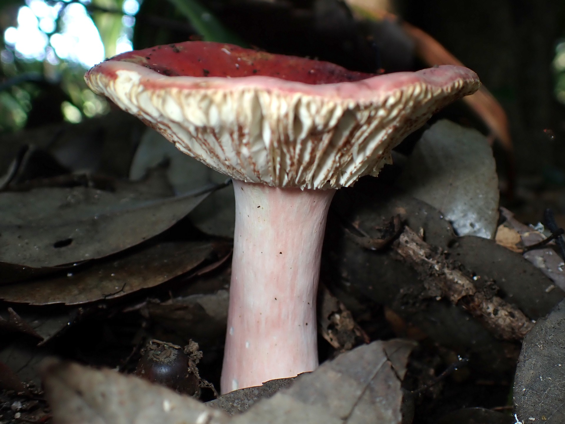 ベニタケの仲間 の高画質写真です。横浜市で、2025年6月20日に撮影したものです。