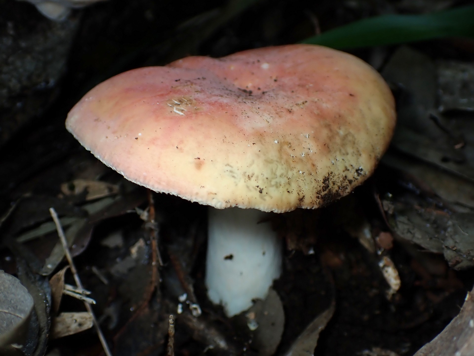 ベニタケの仲間 の高画質写真です。横浜市で、2025年6月20日に撮影したものです。