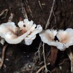 チビハリタケの仲間 の高画質写真です。横浜市で、2025年6月1日に撮影したものです。