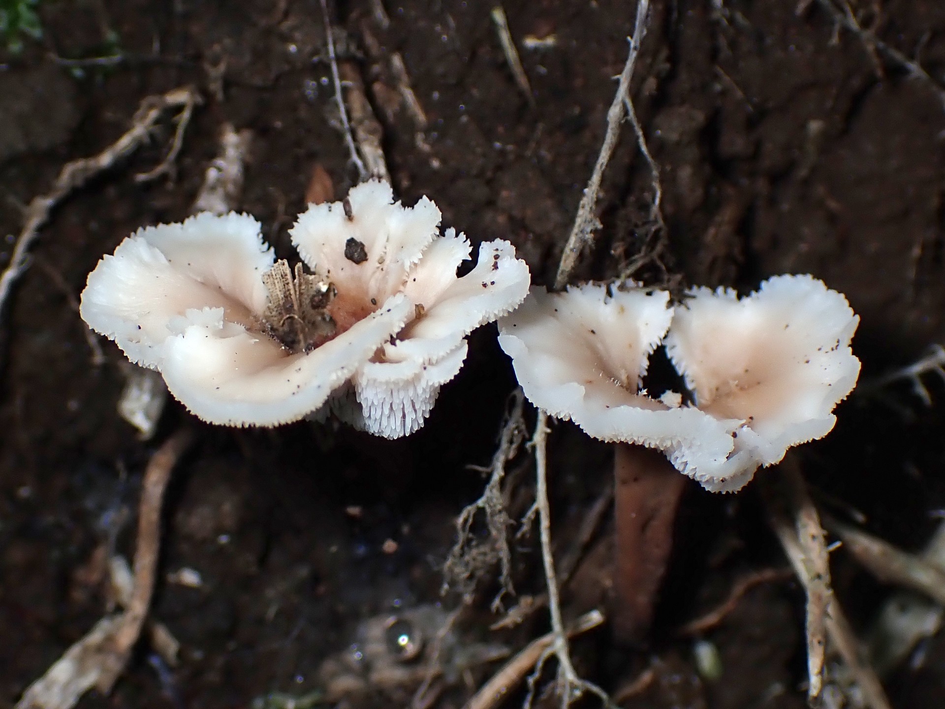 チビハリタケの仲間 の高画質写真です。横浜市で、2025年6月1日に撮影したものです。