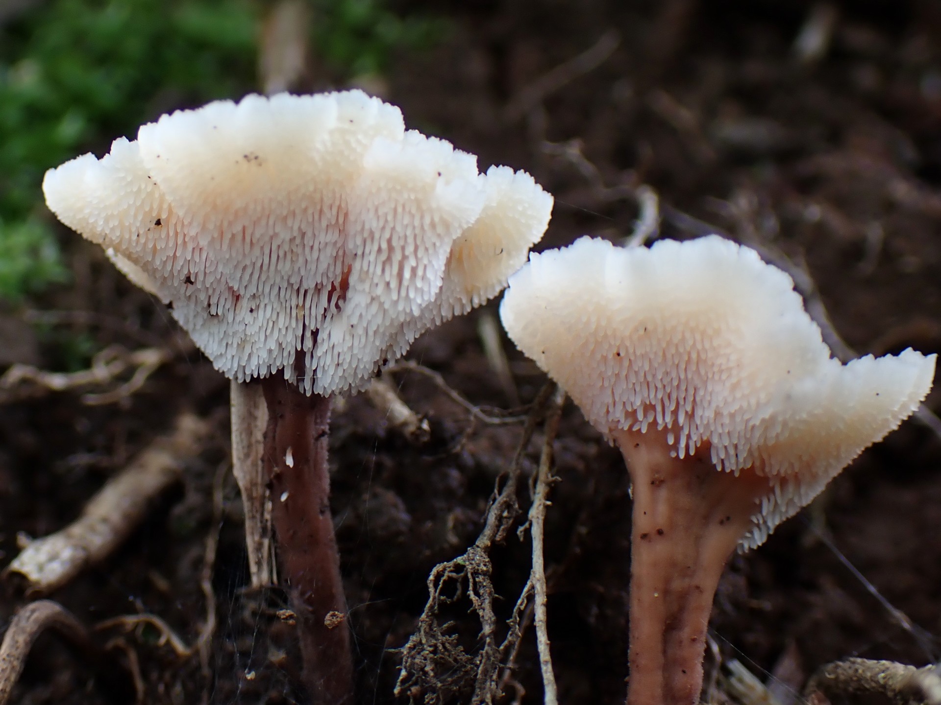 チビハリタケの仲間 の高画質写真です。横浜市で、2025年6月1日に撮影したものです。